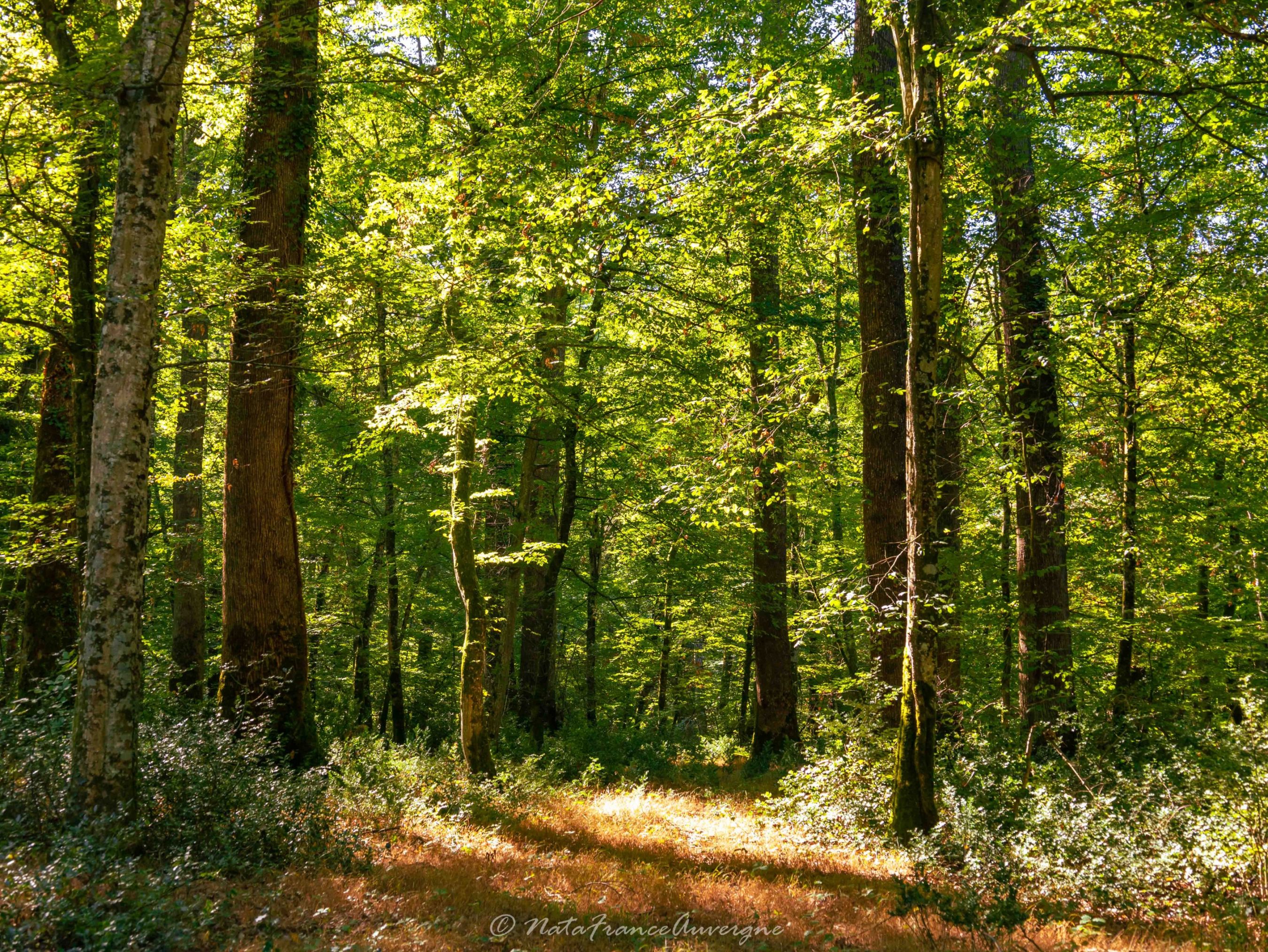 Forêt de Tronçais sept 2022 by @NataFranceAuvergne-9